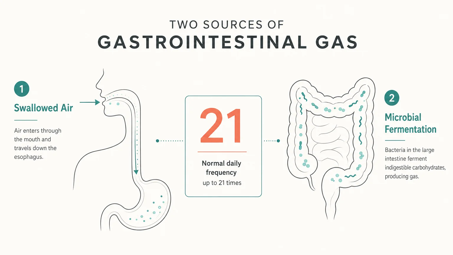 A clean, horizontal minimalist diagram illustrating swallowed air and microbial fermentation as the two main sources of body gas.