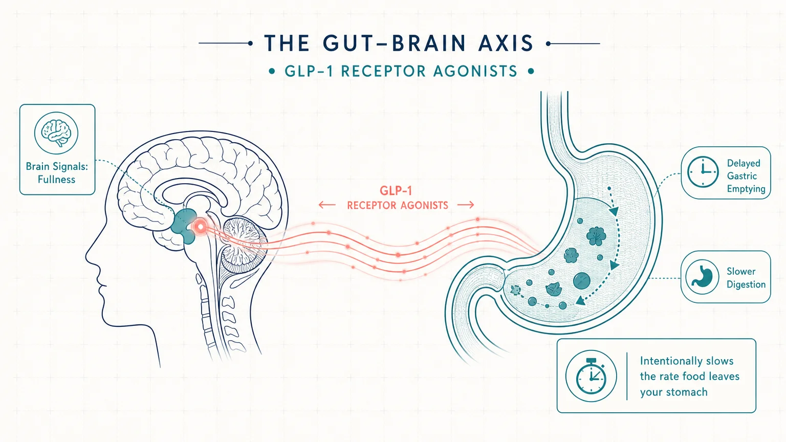 A clean medical diagram showing how Ozempic signals the brain for fullness and delays gastric emptying in the stomach.