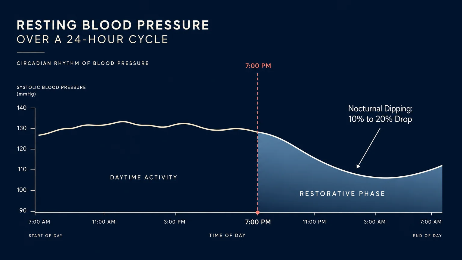 A clean, modern line graph showing blood pressure dipping 10% to 20% after 7:00 PM during the restorative phase of sleep.