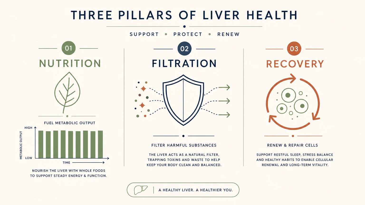 A minimalist horizontal infographic showing three vertical columns for nutrition, filtration, and recovery with clean icons.