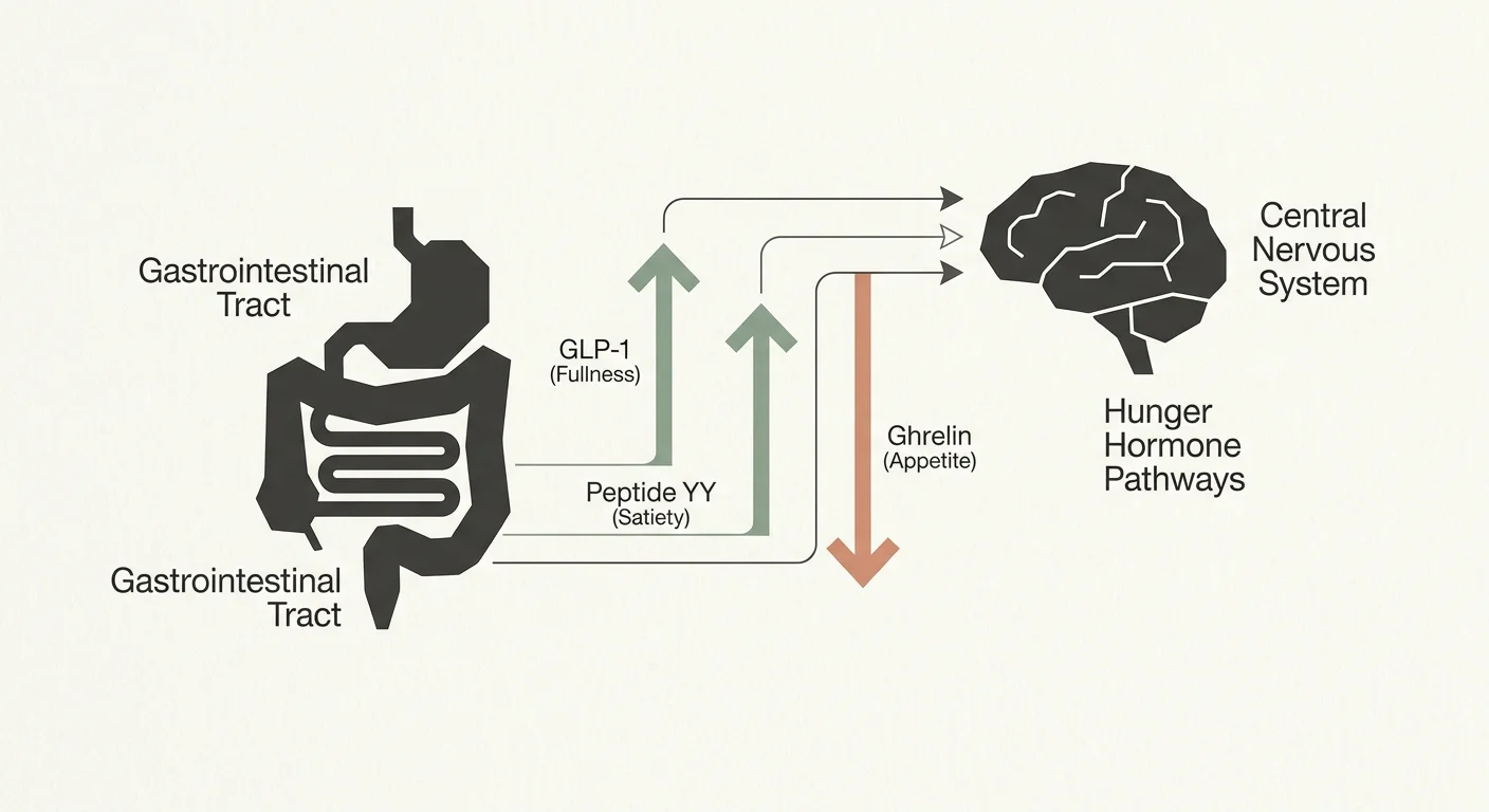 A clean biological diagram showing the pathway of fullness hormones GLP-1 and Peptide YY, and hunger hormone Ghrelin, between the gut and br