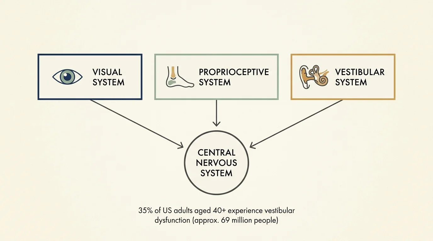 A clean, minimalist flowchart diagram illustrating how the visual, proprioceptive, and vestibular systems connect to the central nervous sys