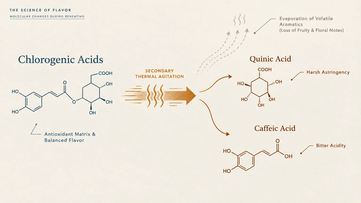 Chemical diagram showing chlorogenic acids breaking down via secondary thermal agitation into quinic and caffeic acids.