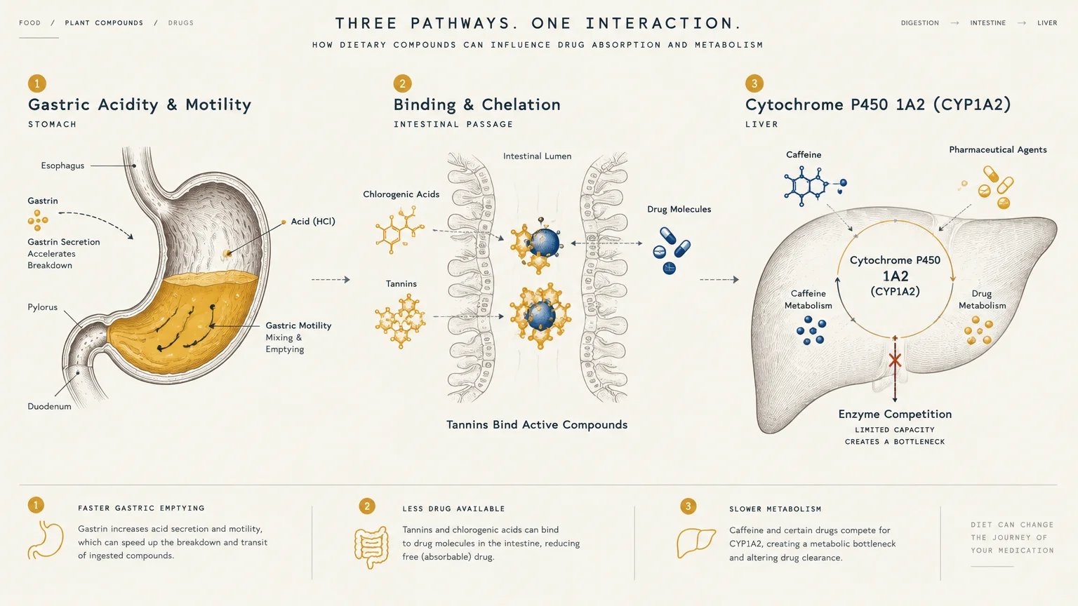 Diagram of digestion pathways showing stomach acid motility, intestinal binding, and liver enzyme competition.