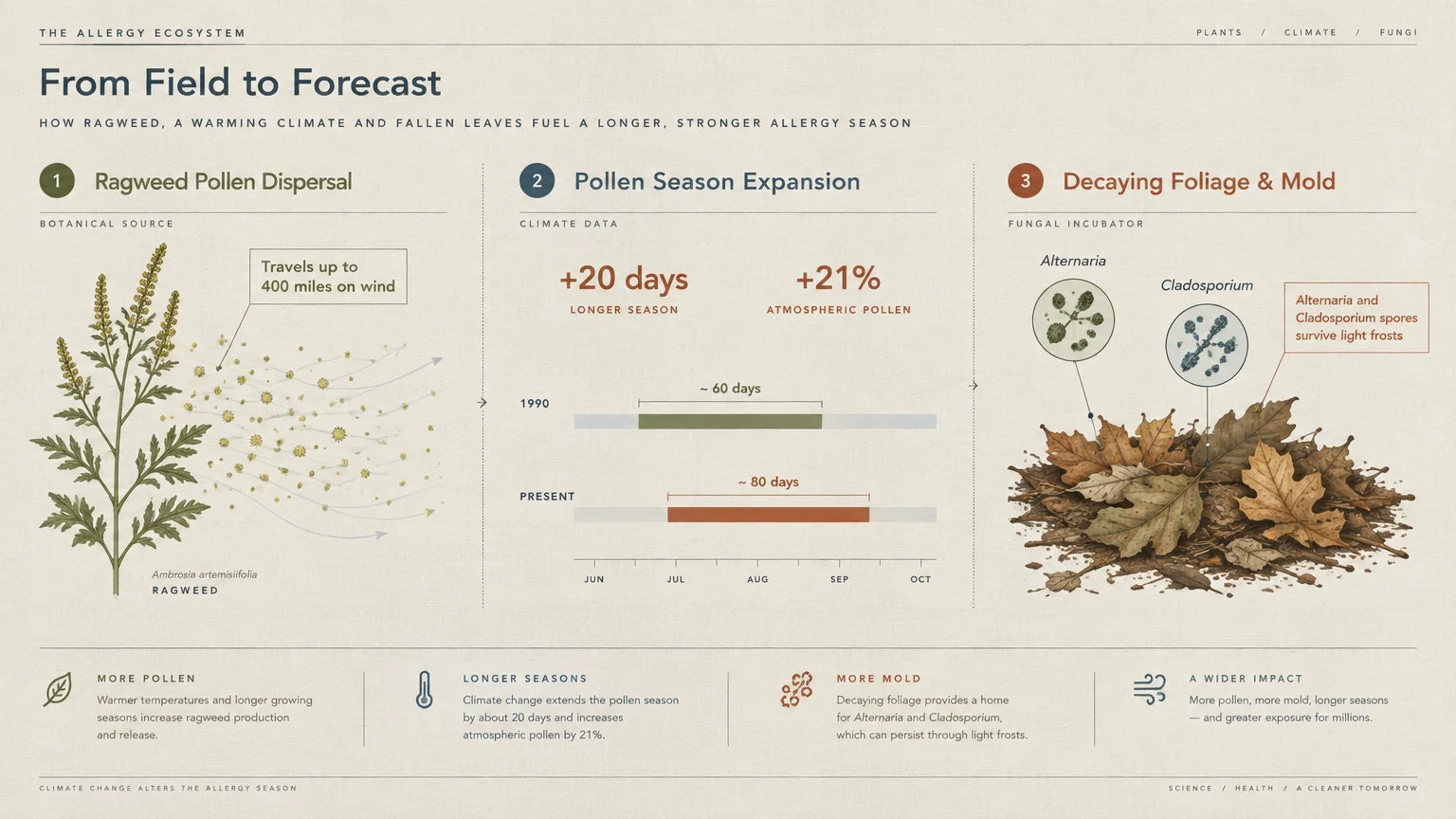 Infographic detailing ragweed pollen dispersal traveling 400 miles, pollen season expansion by 20 days, and decaying foliage mold.