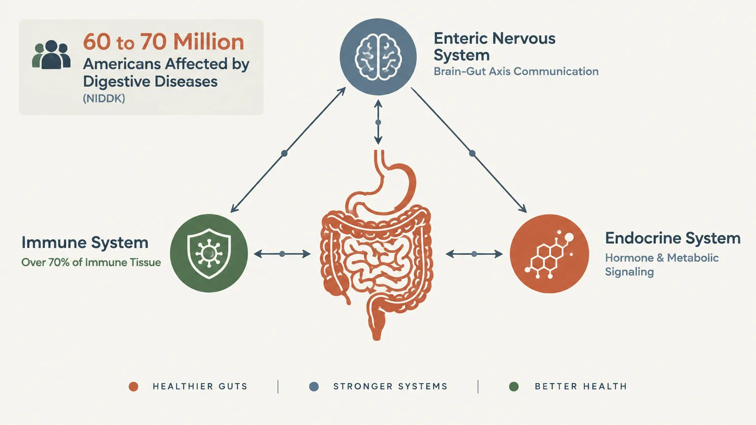 Diagram linking the digestive tract to the enteric nervous, immune, and endocrine systems, noting disease prevalence.