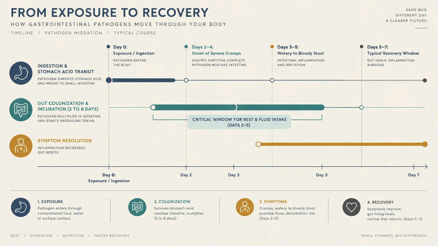 Timeline diagram tracking gastrointestinal pathogen stages from Day 0 exposure through gut colonization and recovery.