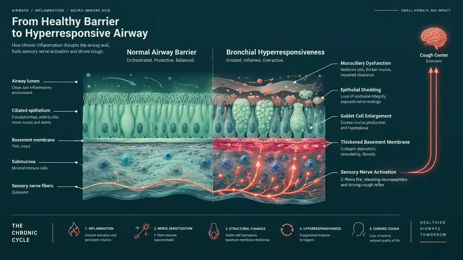 Cross-section diagram comparing a normal airway barrier to bronchial hyperresponsiveness with sensory nerve activation.